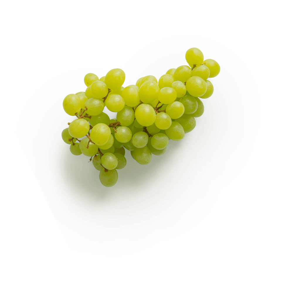 grapes green - Bärenstark - Advertising Agency from Karlsruhe Mühlburg